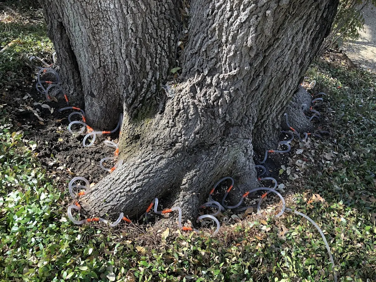 Detailed Tree Cabling and Bracing job site in Stephenson