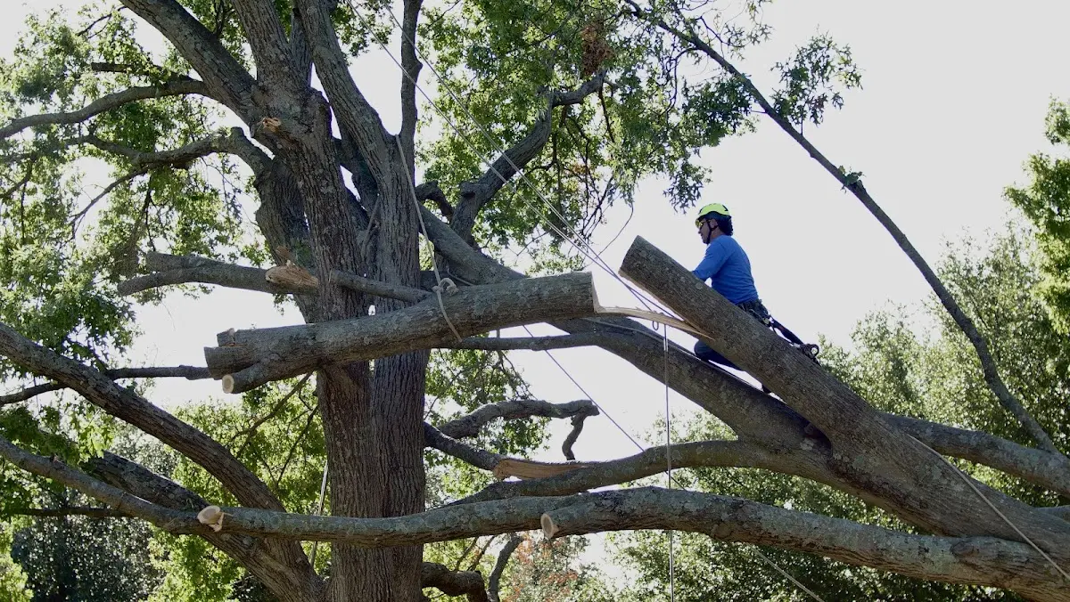Professional Crown Thinning performed by certified arborists in Stephenson